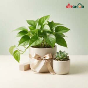 ইনডোর প্ল্যান্ট গিফট